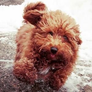 Meet your Posher, Liam